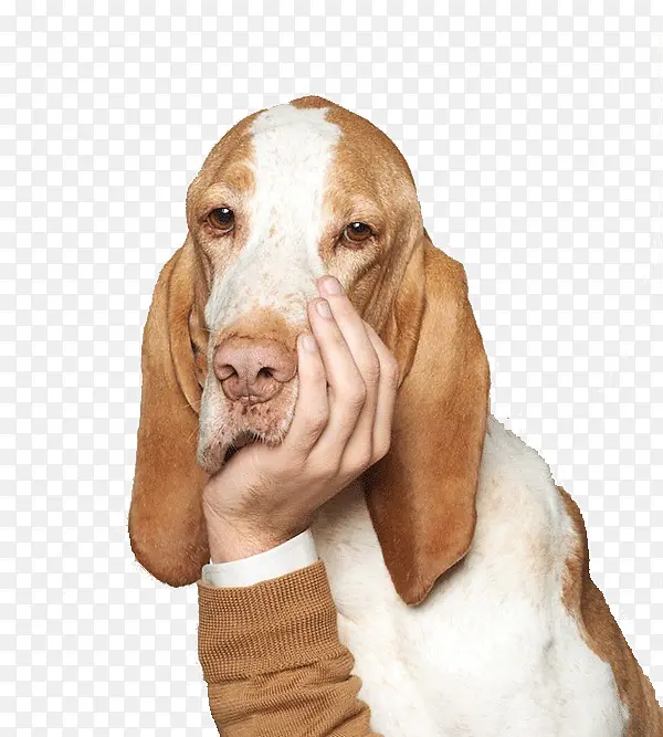托着下巴的猎狐犬