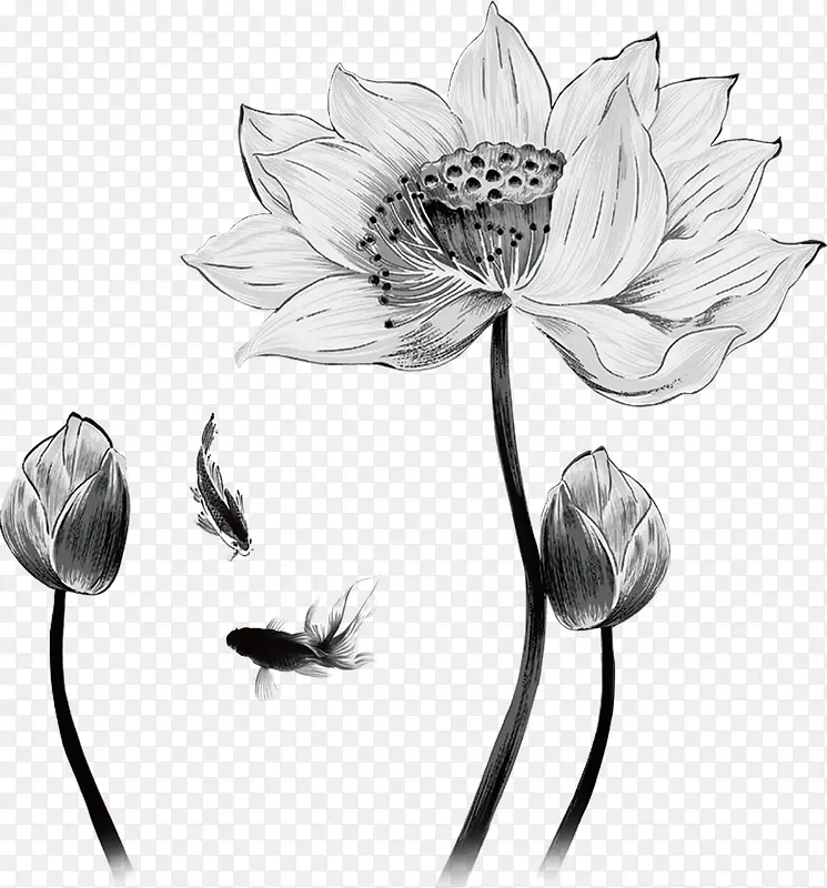 手绘素描荷花装饰