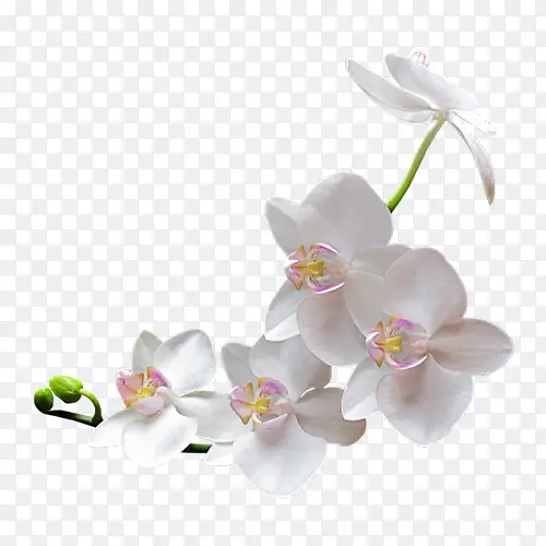 一枝白色的花绽放着