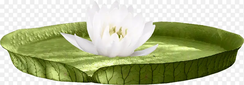 高清莲花