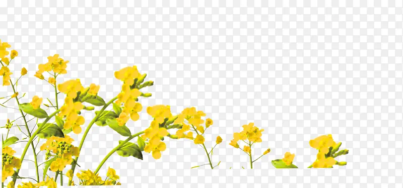 手绘水彩花卉插图清新黄色油菜花