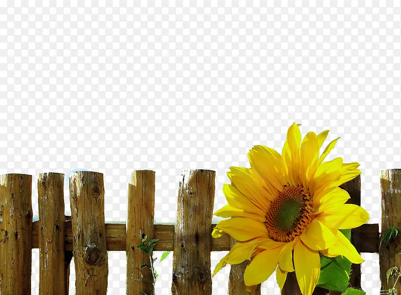 向日葵与木栅栏素材