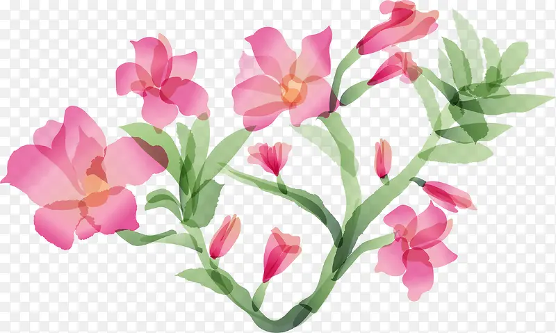 粉色美丽花藤植物