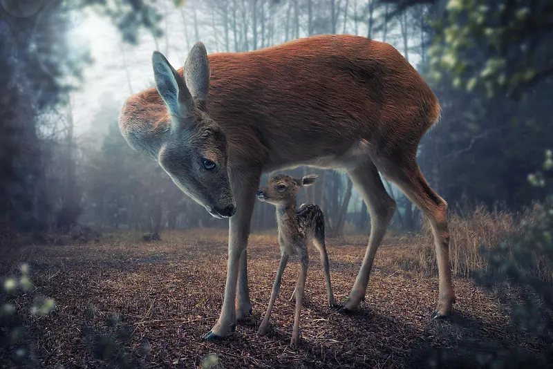 山林里的鹿母子海报背景