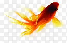 创意摄影在水里自由自在的金鱼