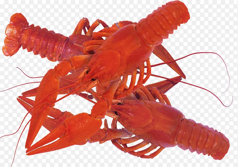 红色大龙虾素材