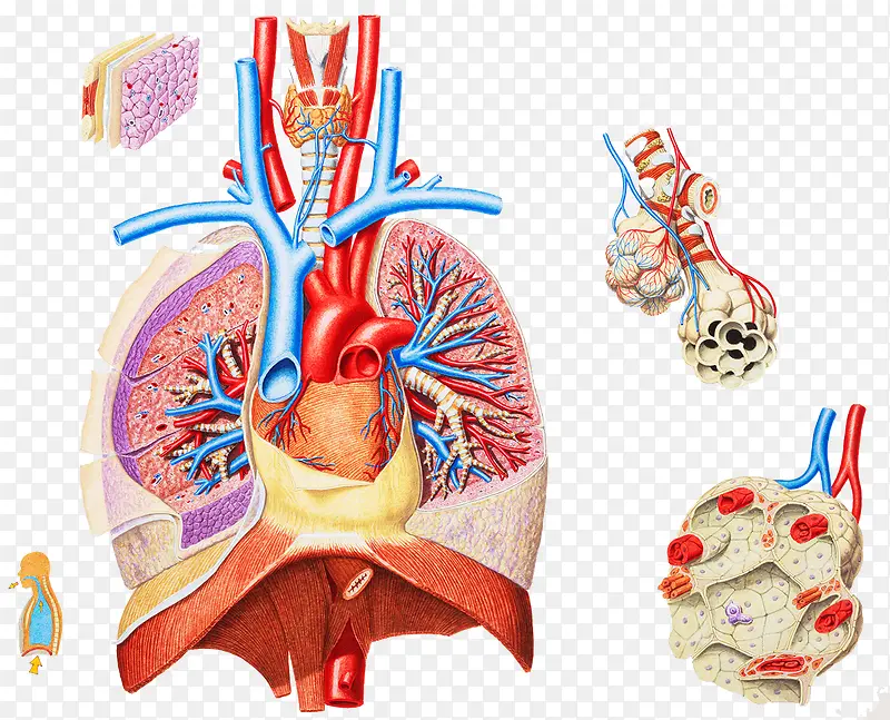 呼吸系统主要器官