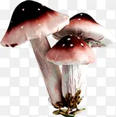 春天黑红色高清蘑菇