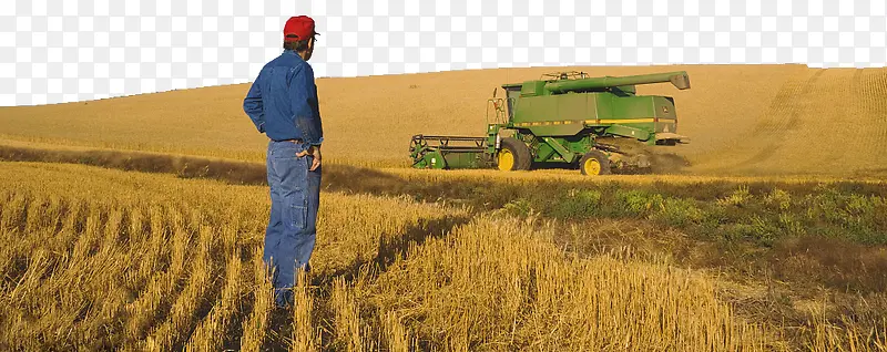 收麦子的农民站在麦地