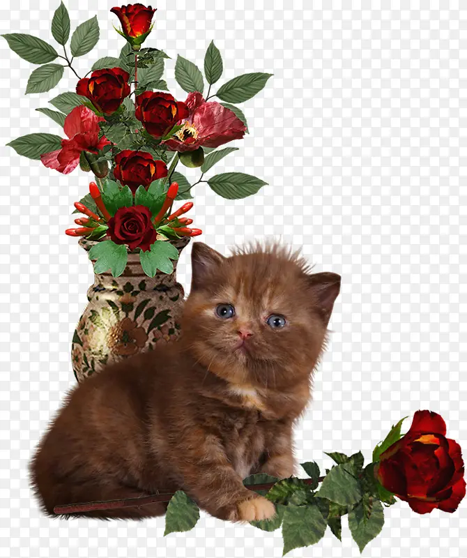 小猫和玫瑰花