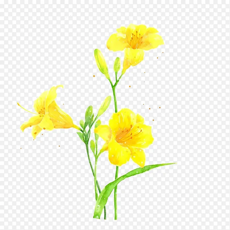黄色水仙花彩绘免抠素材
