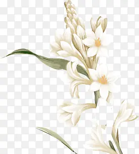 白色手绘水彩水仙花