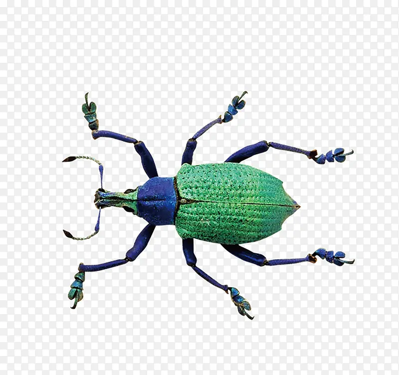 绿色的大甲虫