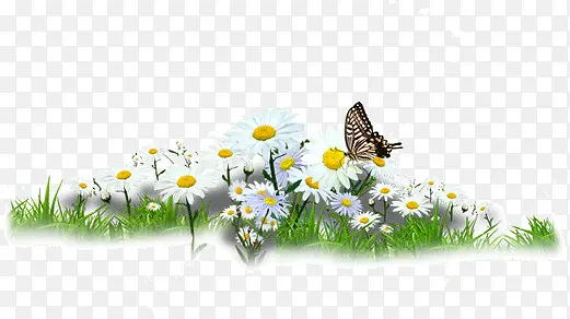 草地上的花朵与蝴蝶