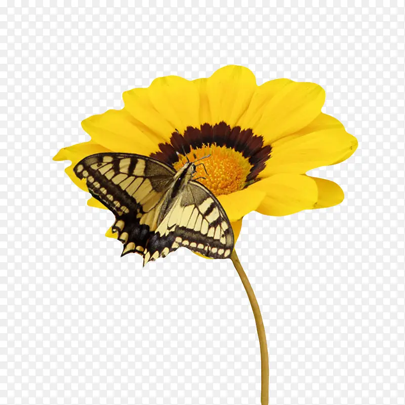 黄色有观赏性吸引蝴蝶的一朵大花