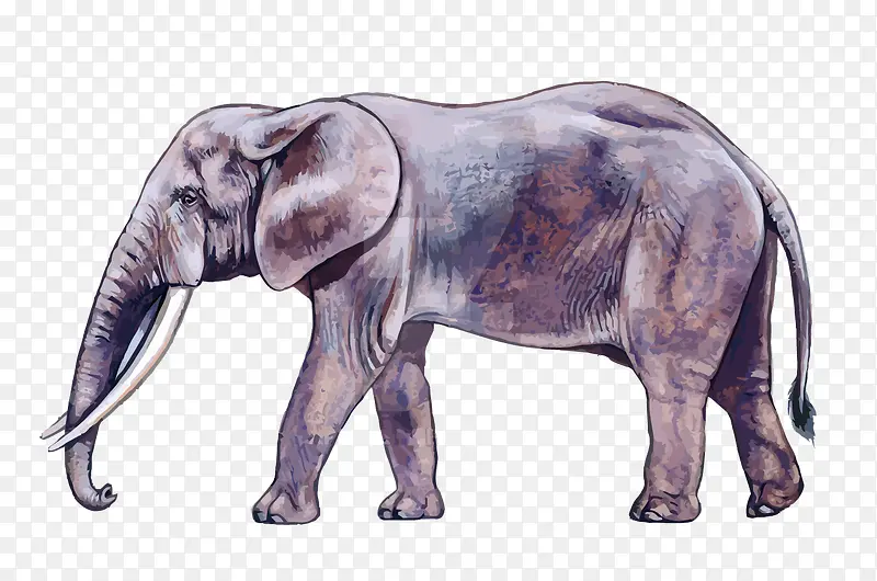 矢量水彩生物大象