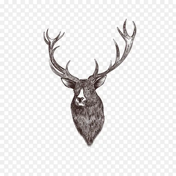 灰色手绘的鹿头素材