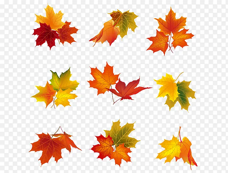 秋分秋季水彩各种形态落叶免扣