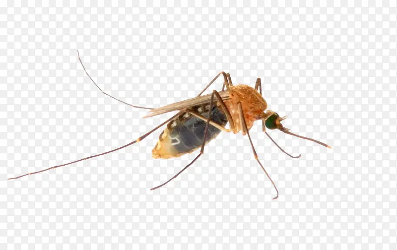 蚊子侧面摄影图