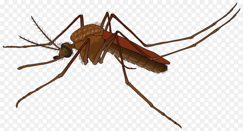 卡通褐色大蚊子