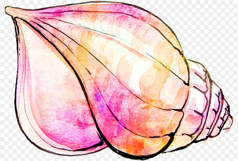 橙色海螺壳