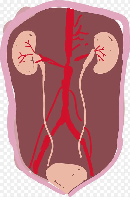腹腔内部肾脏手绘图