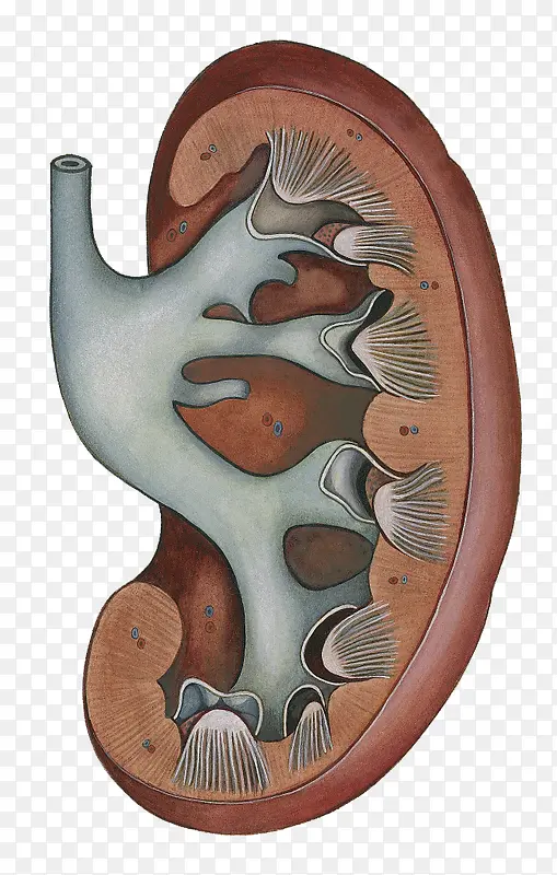 肾脏解剖模型