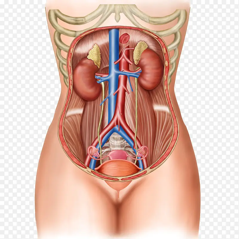 女性肝脏和卵巢医学插画