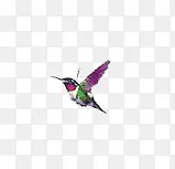 紫色蜂鸟