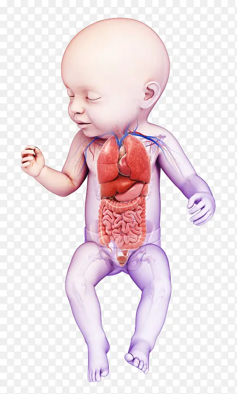 婴儿3D医学插画