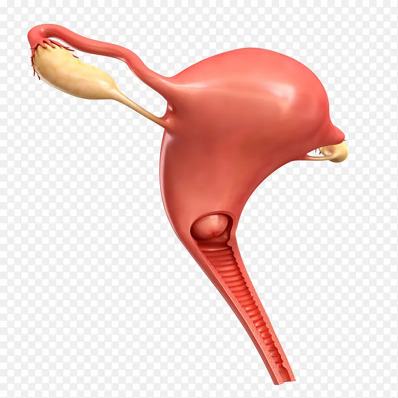 子宫颈器官3D立体插画