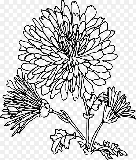 线描菊花