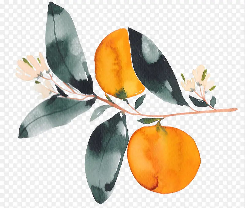 彩色手绘的植物果子