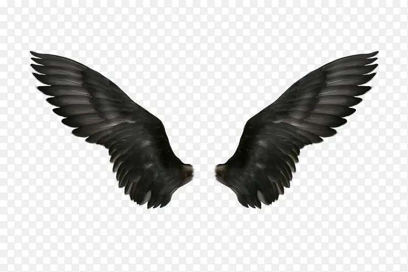 黑色羽翼翅膀