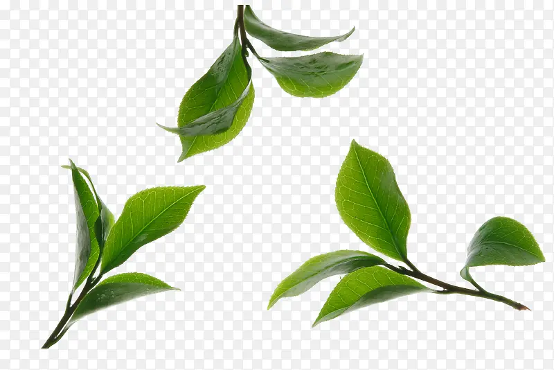 卡通绿色的茶叶叶子