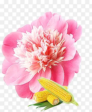 粉色花和玉米