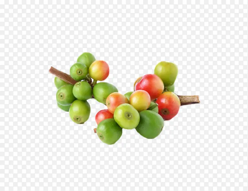 绿红色没成熟的咖啡果实物