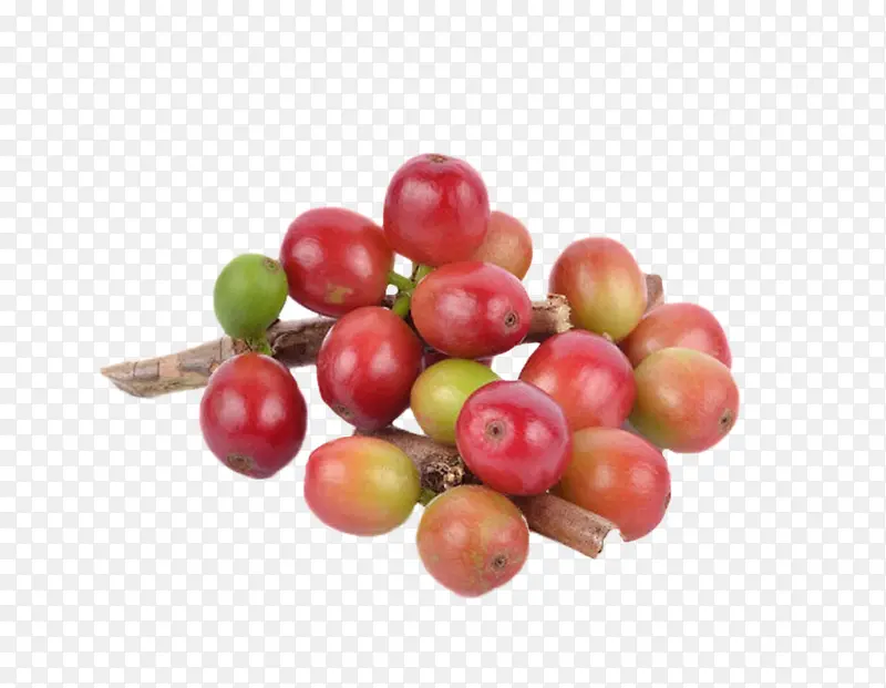 红色成熟的咖啡果实物