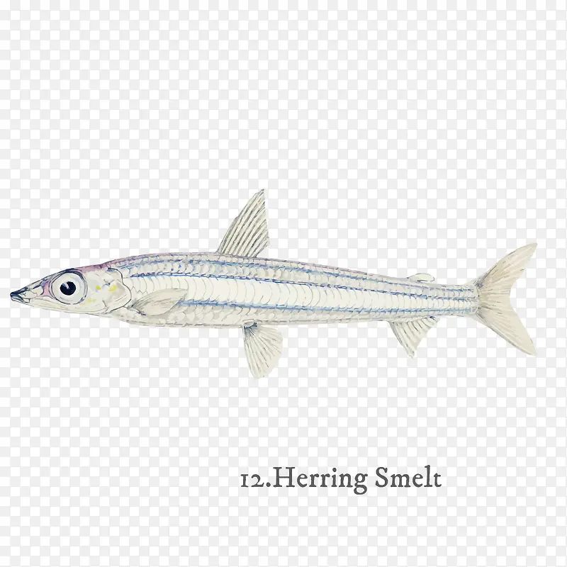 Herring Smelt