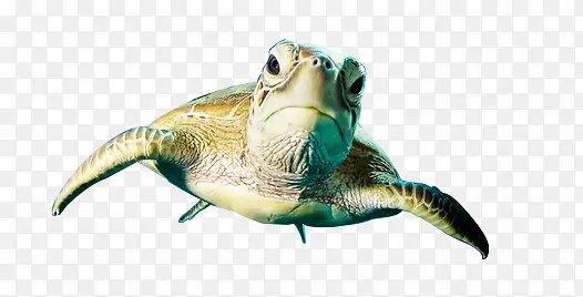 海龟素材