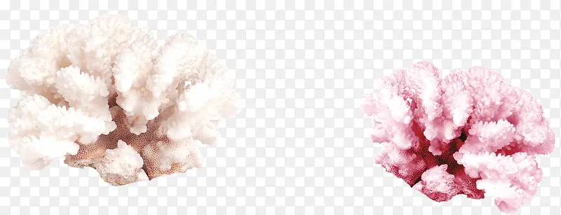 白色和粉色的珊瑚