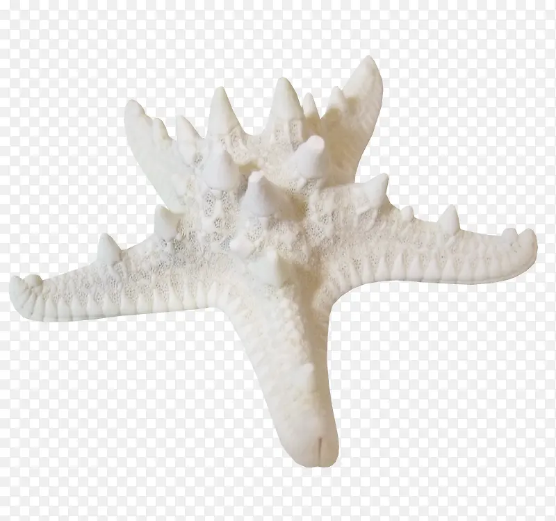 白色珊瑚