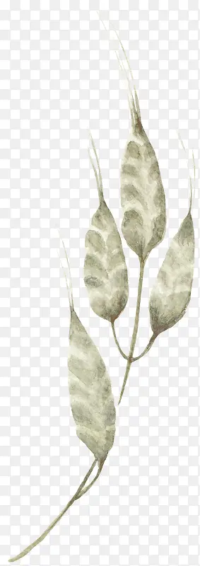 手绘麦穗