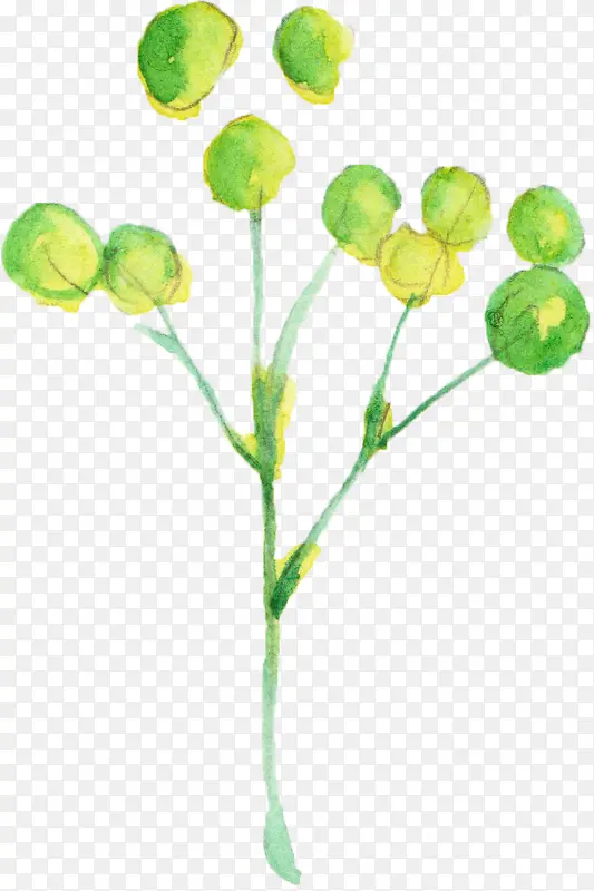 水彩花蕾