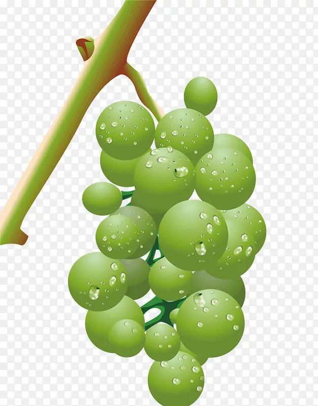 枝干上的葡萄