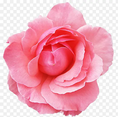 创意合成娇艳欲滴的玫瑰花