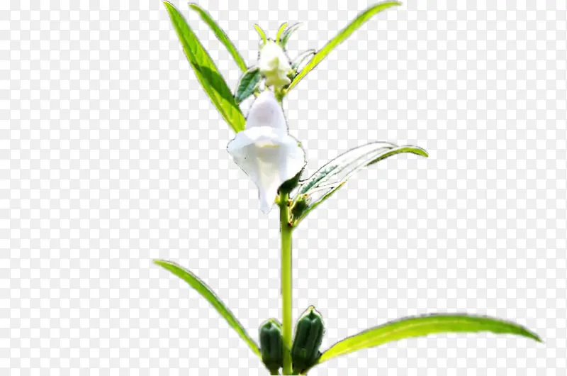 芝麻苗上的芝麻花
