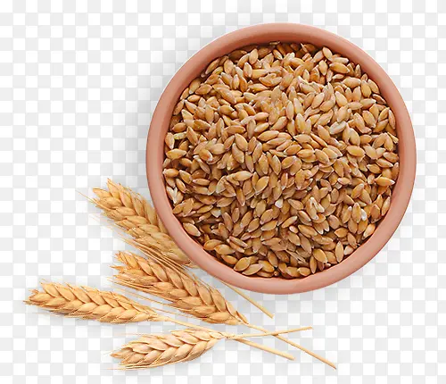 高清小麦免抠png实物