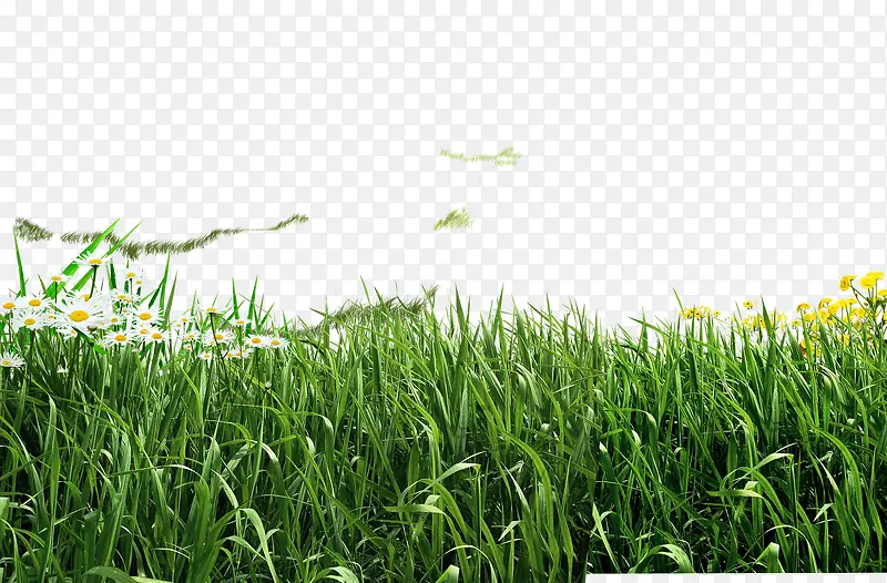 草地，绿色，大自然，草原