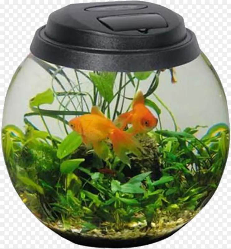 圆形玻璃鱼缸